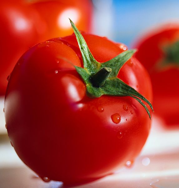 khasiat tomat, manfaat buah tomat,gratis, terbaru,www.whistle-dennis.blogspot.com.